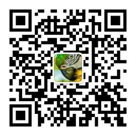 Berly detergent powder Yemen supplier